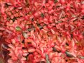 red Ornamental Plants Cotoneaster horizontalis characteristics, Photo