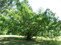 Foto Urweltmammutbaum Dekorative Pflanzen wächst und Merkmale