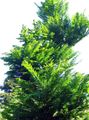 green Ornamental Plants Dawn redwood, Metasequoia characteristics, Photo