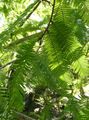 green Ornamental Plants Dawn redwood, Metasequoia characteristics, Photo