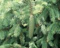 Photo Douglas Fir, Oregon Pine, Red Fir, Yellow Fir, False Spruce Ornamental Plants growing and characteristics