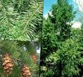 Photo Douglas Fir, Oregon Pine, Red Fir, Yellow Fir, False Spruce Ornamental Plants growing and characteristics