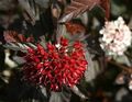 бордовый Декоративные Растения Пузыреплодник калинолистный, Physocarpus opulifolius характеристика, Фото