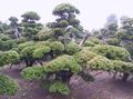 Photo English yew, Canadian Yew, Ground Hemlock Ornamental Plants growing and characteristics