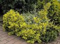 yellow Ornamental Plants Euonymus characteristics, Photo