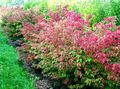 Photo Euonymus Ornamental Plants growing and characteristics