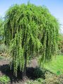 Photo European Larch Ornamental Plants growing and characteristics