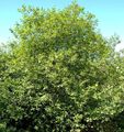 grün Dekorative Pflanzen Glossy Dorn, Faulbaum, Fernleaf Dorn, Sanddorn Tallhedge, Frangula alnus Merkmale, Foto