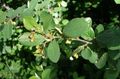 green Ornamental Plants Hedge Cotoneaster, European Cotoneaster characteristics, Photo