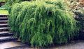 grønn Prydplanter Hemlock, Tsuga kjennetegn, Bilde