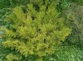 Photo Hiba, False Arborvitae, Japanese Elkhorn Cypress Ornamental Plants growing and characteristics