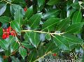 Foto Stechpalme, Schwarzerle, Amerikanische Holly Dekorative Pflanzen wächst und Merkmale