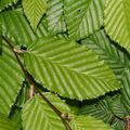 green Ornamental Plants Hornbeam, Carpinus betulus characteristics, Photo