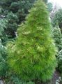 Photo Japanese Umbrella Pine Ornamental Plants growing and characteristics