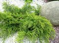 green Ornamental Plants Juniper, Sabina, Juniperus characteristics, Photo