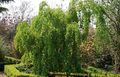 green Ornamental Plants Katsura Tree, Cercidiphyllum characteristics, Photo