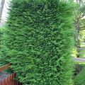Photo Leyland cypress Ornamental Plants growing and characteristics