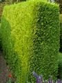Foto Leyland-Zypresse Dekorative Pflanzen wächst und Merkmale