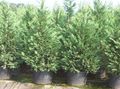 Foto Leyland-Zypresse Dekorative Pflanzen wächst und Merkmale
