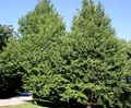 green Ornamental Plants Maidenhair tree, Ginkgo biloba characteristics, Photo