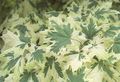 multicolor Ornamental Plants Maple, Acer characteristics, Photo