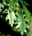 Photo Oak Ornamental Plants growing and characteristics
