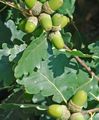 zelena Okrasne Rastline Hrast, Quercus značilnosti, fotografija