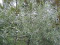 silvery Ornamental Plants Pendulous willow-leaved pear, Weeping silver pear, Pyrus salicifolia characteristics, Photo