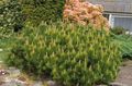 Photo Pine Ornamental Plants growing and characteristics