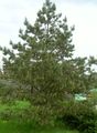 žalias Dekoratyviniai Augalai Pušis, Pinus charakteristikos, Nuotrauka