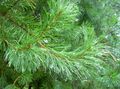 green Ornamental Plants Pine, Pinus characteristics, Photo