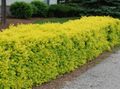 yellow Ornamental Plants Privet, Golden privet, Ligustrum characteristics, Photo