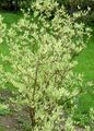 Photo Red-barked dogwood, Common Dogwood Ornamental Plants growing and characteristics