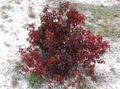 Foto Rot-Bellte Hartriegel, Hartriegel Gemeinsamen Dekorative Pflanzen wächst und Merkmale