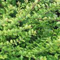 green Ornamental Plants Shrubby honeysuckle, Box Honeysuckle, Boxleaf Honeysuckle, Lonicera nitida characteristics, Photo