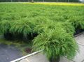 Foto Siberian Teppich Zypressen Dekorative Pflanzen wächst und Merkmale