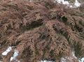 grønn Prydplanter Siberian Teppe Cypress, Microbiota decussata kjennetegn, Bilde