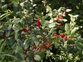Foto Silber Büffel Beere, , Foamberry Soapberry, Soopalollie, Kanadische Buffalo Dekorative Pflanzen wächst und Merkmale