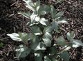 dark green Ornamental Plants Silver Buffaloberry, Elaeagnus argentea characteristics, Photo
