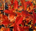 grøn Prydplanter Sour Tyggegummi, Blackgum, Tupelo, Pepperidge, Nyssa sylvatica egenskaber, Foto