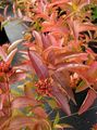 қараңғы жасыл Сәндік өсімдіктер Diervilla сипаттамалары, Фото