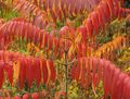 červená Dekorativní rostliny Tygr Oči Škumpa, Staghorn Škumpy, Samet Škumpy, Rhus typhina charakteristiky, fotografie