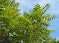 Foto Baum Des Himmels, Chinese Sumach, Stinken Baum Dekorative Pflanzen wächst und Merkmale