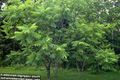 green Ornamental Plants Walnut, Juglans characteristics, Photo