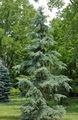 Photo Weeping deodar, Deodar Cedar, Himalayan Cedar Ornamental Plants growing and characteristics