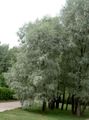 silvery Ornamental Plants Willow, Salix characteristics, Photo