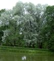 Photo Willow Ornamental Plants growing and characteristics