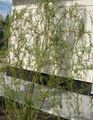 green Ornamental Plants Willow, Salix characteristics, Photo