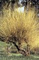yellow Ornamental Plants Willow, Salix characteristics, Photo