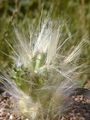 чырвоны Пакаёвыя Расліны Аустроцилиндропунция пустынны кактус характарыстыка, фота